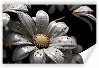 Fototapeta PREMIUM STRUKTURA ZMYWALANA NA WYMIAR czarno biała stokrotka