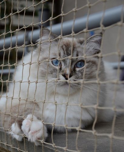 ZESTAW SIATKA NA BALKON 6x3 DLA KOTA Z DRUCIKIEM PREMIUM 110g BEZ WIERCENIA na Arena.pl