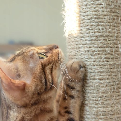 Drapak dla Kota Legowisko Domek Słupek dla Kotów na Arena.pl