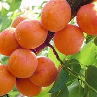 Morela SOMO całkowita mrozoodporność PYSZNA