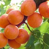 Morela SOMO całkowita mrozoodporność PYSZNA