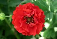 KUKLIK CZERWONY - sadzonki 10 / 20 cm