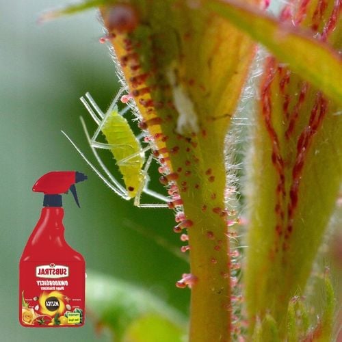 Polysect owadobójczy mszyca mączlik ziemiórka działa 21 dni 750ml na Arena.pl