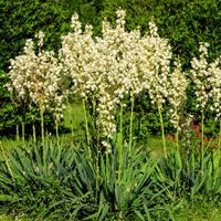 Juka karolińska ogrodowa (Yucca filamentosa) Doniczka 5L Jukka Yuca