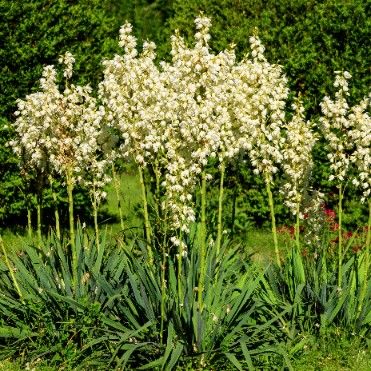 Juka karolińska ogrodowa (Yucca filamentosa) Doniczka 5L Jukka Yuca na Arena.pl