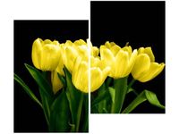 80X70CM ŻÓŁTE TULIPANY- MARK FREETH DUO OBRAZ