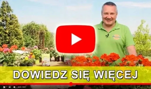 SEKATOR RĘCZNY ZAPADKOWY DO TWARDYCH GAŁĘZI MOCNY zdjęcie 3