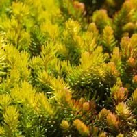 Rozchodnik ościsty AUREUS Żółty Na skalniak Sadzonki w doniczkach P9