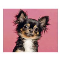 mozaika diamentowa haft 30x40 cm pies chihuahua v2 flamingo line