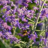 Perowskia łobodolistna 'Bluesette' „Duża lawenda” (Perovskia) W Doniczce 1L