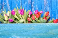 FOTOTAPETA KWIATY NIEBIESKIE DESKI TULIPANY