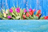FOTOTAPETA KWIATY NIEBIESKIE DESKI TULIPANY