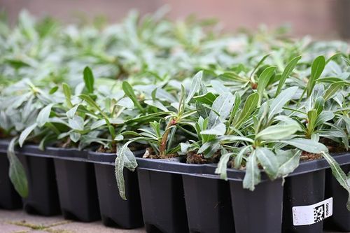 Gaura Lindheimera Graceful Blush miododajna na Arena.pl