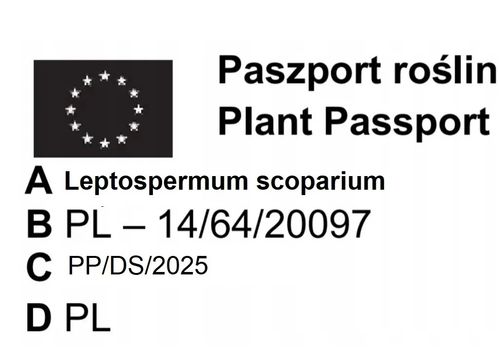 MANUKA Leptospermum scoparium Red Damask miododajne  - sadzonki 30 / 40 cm na Arena.pl