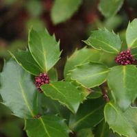 product-compare-57969858