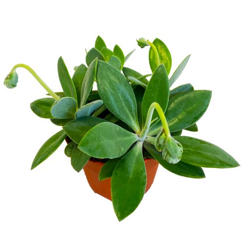 Senecio Starzec 15cm na Arena.pl