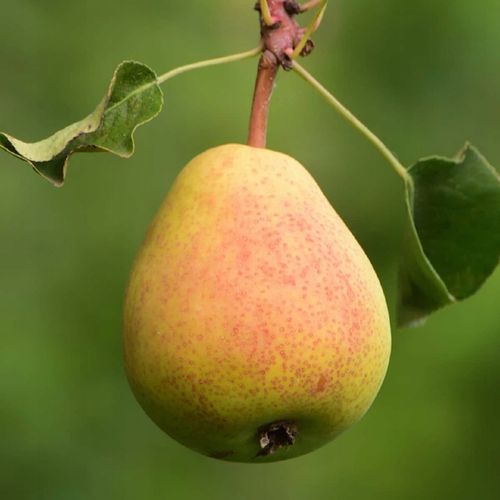 SADZONKI DRZEWKA OWOCOWE GRUSZA KLAPSA FAWORYTKA GIGANTYCZNE OWOCE na Arena.pl