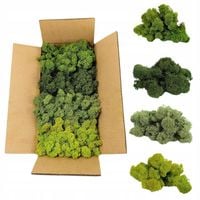 Mech Chrobotek reniferowy NORWESKI zielony mix 500g DEKORACYJNY