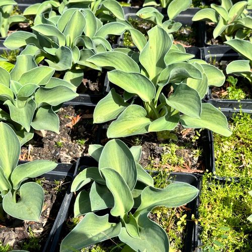 Funkia Hosta 'Blue Mouse Ears' W DONICZCE 2L, NIEBIESKIE LIŚCIE Miniaturka na Arena.pl