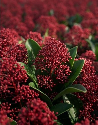 SKIMIA JAPOŃSKA Duże Sadzonki 1L 'Rubella' na Arena.pl