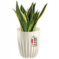 DONICZKA OSŁONKA + WKŁADKA KREMOWA 14,5x17CM