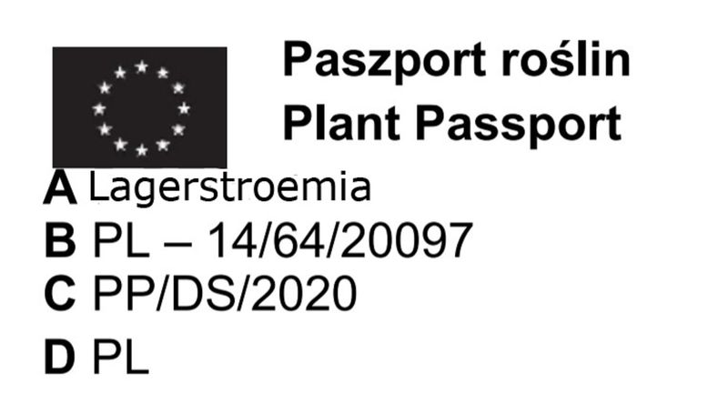 LAGERSTROEMIA czerwona bez południa - sadzonki 80 / 110 cm na Arena.pl