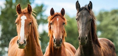 Horsemix Universal Dolfos 8kg Wiadro na Arena.pl