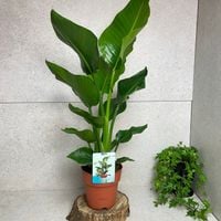 Strelitzia Nicolai Strelicja Biała Rajski Ptak XL