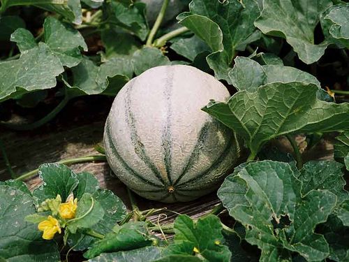 Nasiona Melon cukrowy Charentaise 3g na Arena.pl