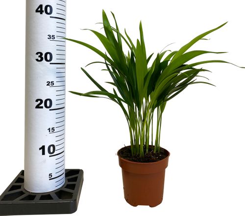 PALMA AREKA (ARECA) 40 cm na Arena.pl