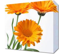 Obraz 30x30cm Słoneczne Kalendule