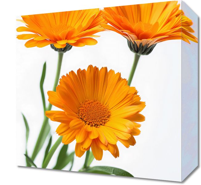 Obraz 30x30cm Słoneczne Kalendule zdjęcie 1