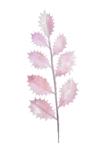 Ostrokrzew brokatowy biały na Arena.pl