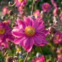 Zawilec japoński 'Prinz Heinrich' (Anemone hupehensis) Duża sadzonka 1.0L