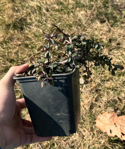 Irga płożąca 'Queen of Carpet' (Cotoneaster procumbens) Doniczka 1.0L na Arena.pl
