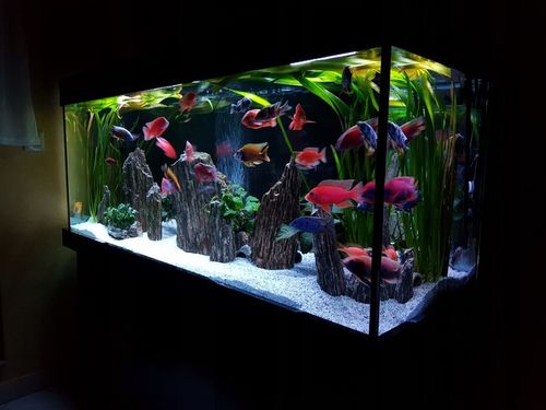 24kg Piasek Kwarcowy Biały do Akwarium 0,5-1mm na Arena.pl