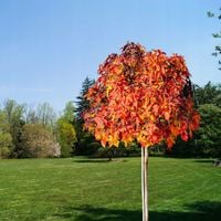 Ambrowiec na pniu 160-180 CM