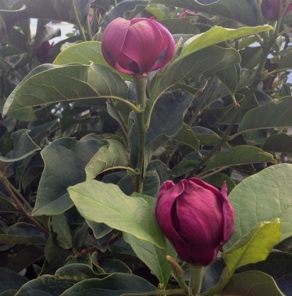 Magnolia GENIE piękne bordowe kwiaty P9 zdjęcie 5