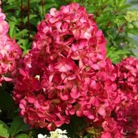 HORTENSJA BUKIETOWA DIAMANT ROUGE 20-30 CM