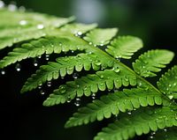 Plakat 76x60,5cm Szepty Natury