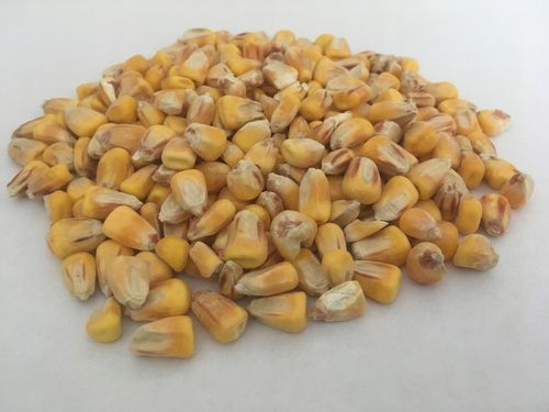 Pasza karma ziarna dla kur niosek bez GMO susz marchew pokrzywa NATURALNA na Arena.pl