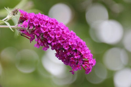 BUDLEJA TRÓJKOLOROWA ZESTAW 3 SADZONEK - MIODODAJNY MOTYLI KRZEW na Arena.pl