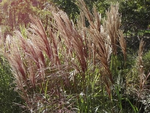 Miskant chiński MALEPARTUS Wysoki do 2m Duże sadzonki w doniczkach 3L na Arena.pl