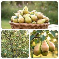 product-compare-63015775