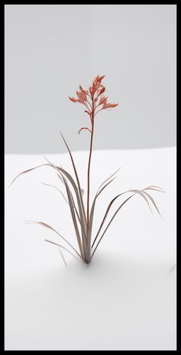 Plakat 50x100cm Subtelność Natury na Arena.pl