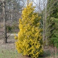 Thuja Tuja Żywotnik olbrzymi AURESCENS Złocisty żywopłot Duże sadzonki C3