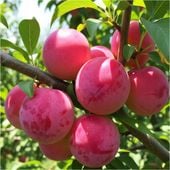 Śliwa OPAL odchodzi od pestki SAMOPYLNA wczesna / sadzonka / sadzonki