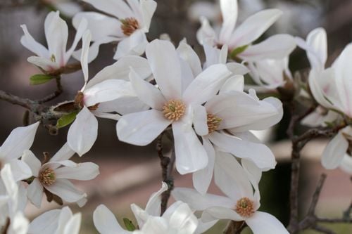 Magnolia japońska (Magnolia kobus) Doniczka 2.5L na Arena.pl