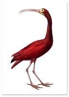 Plakat czerwony ptak ilustracja 40x50 cm