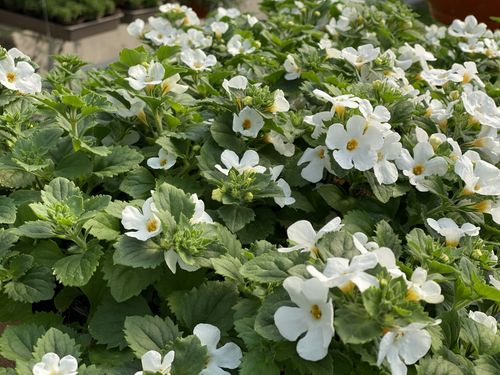 10x Bakopa Bacopa (Sutera) biała, sadzonka na Arena.pl